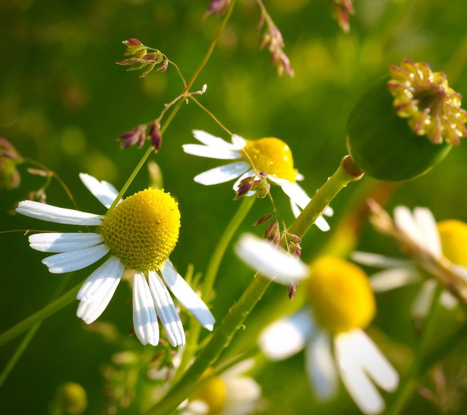 Обои цветы, природа, макро, лепестки, ромашки, стебли, flowers, nature, macro, petals, chamomile, stems разрешение 2560x1600 Загрузить