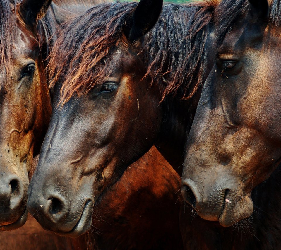 Обои лошадь, лошади, кони, horse, horses разрешение 1920x1200 Загрузить