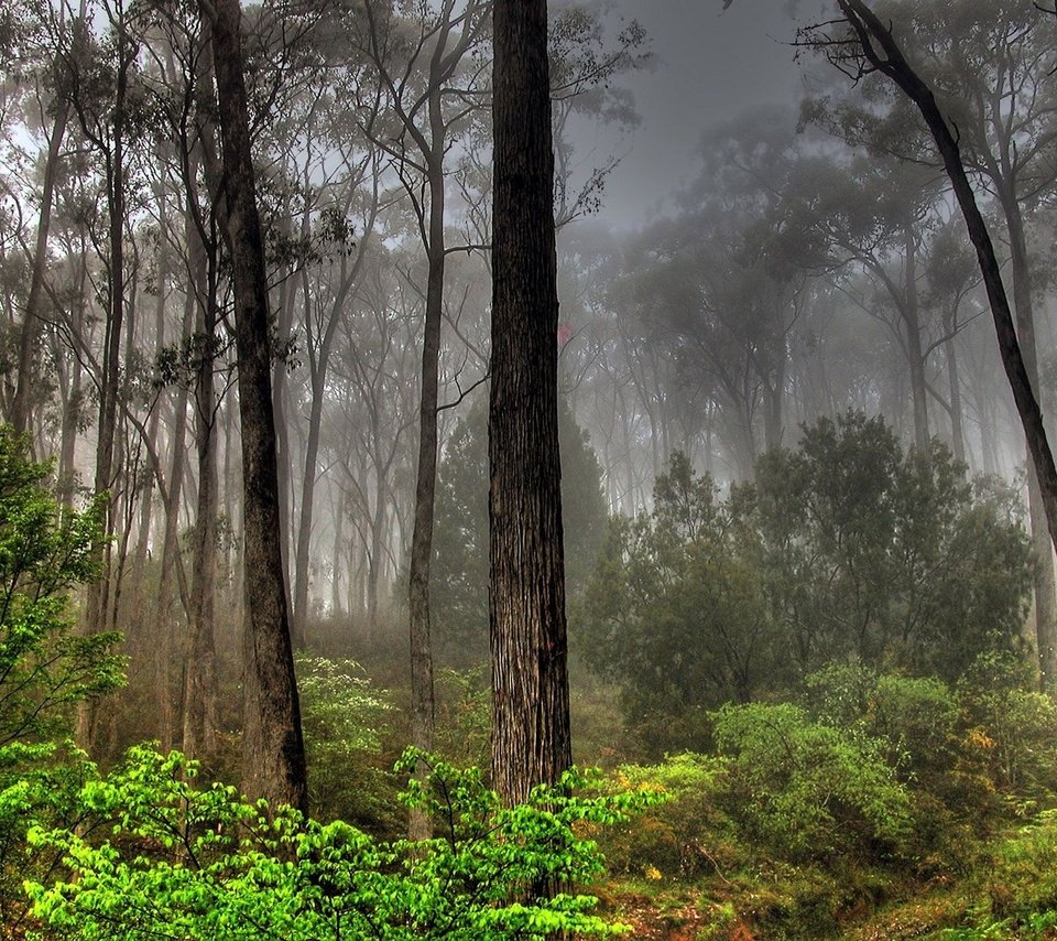 Обои лес, туман, заросли, forest, fog, thickets разрешение 1920x1200 Загрузить