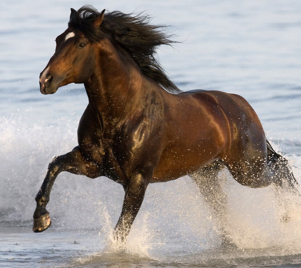 Обои вода, море, животное, конь, бег, лошадка, gee, бегут, water, sea, animal, horse, running, run разрешение 1920x1080 Загрузить