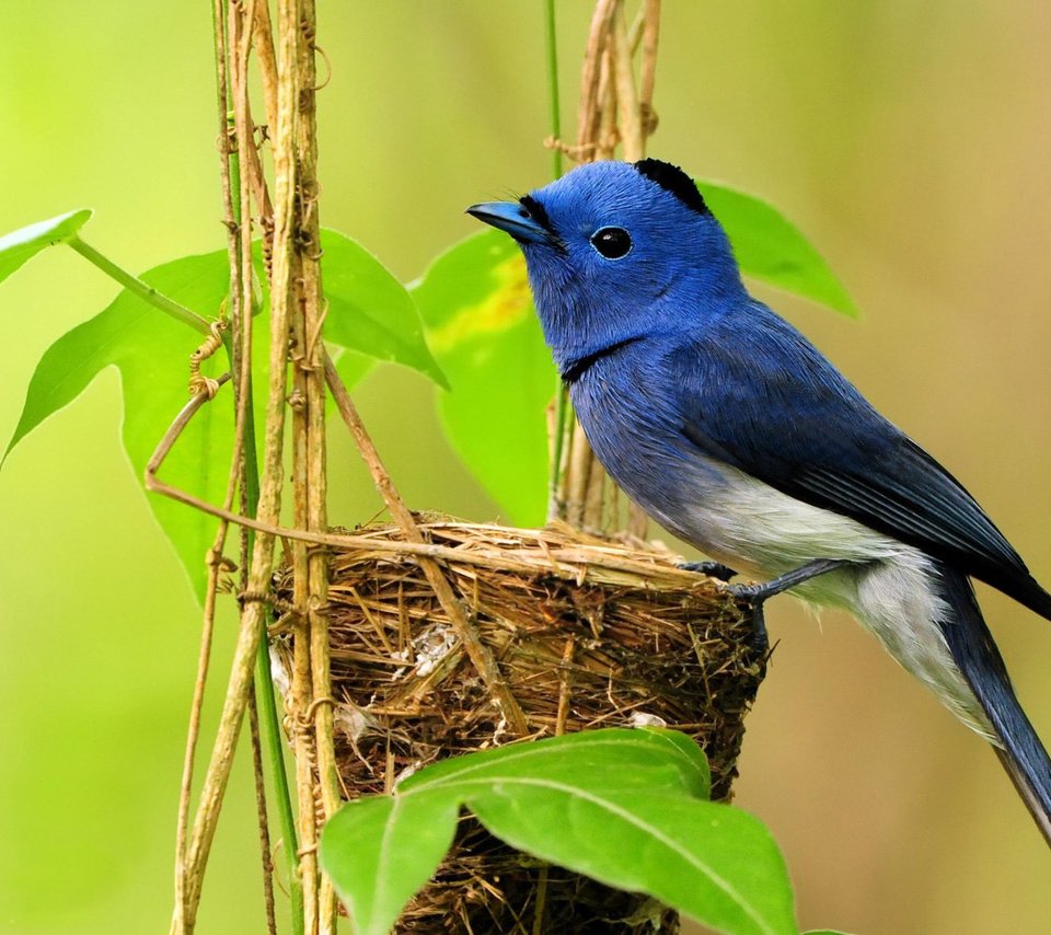 Обои птица, растение, гнездо, синий монарх, hypothymis azurea, bird, plant, socket, blue monarch разрешение 1920x1200 Загрузить