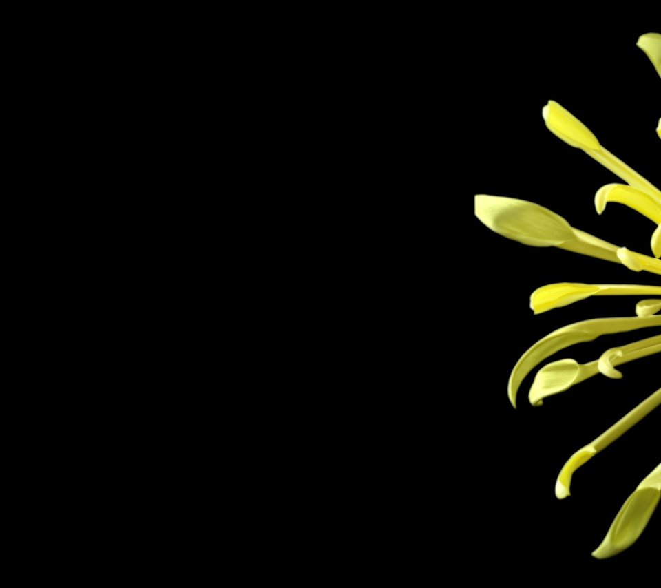 Обои цветок, черный фон, половина, хризантема, flower, black background, half, chrysanthemum разрешение 2560x1600 Загрузить