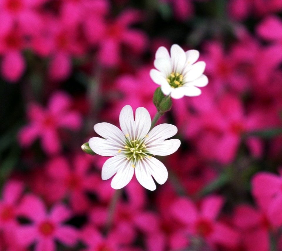 Обои цветы, лепестки, розовые, белые, flowers, petals, pink, white разрешение 1920x1080 Загрузить