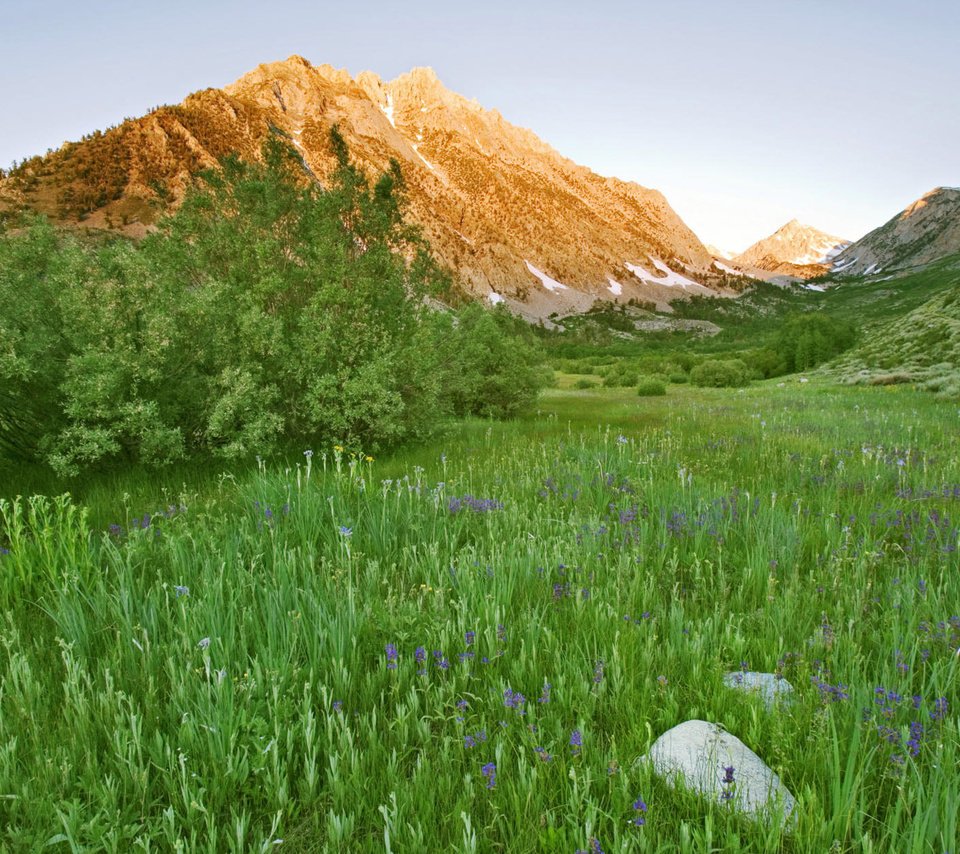 Обои цветы, трава, горы, зелень, кустарник, flowers, grass, mountains, greens, shrub разрешение 1920x1200 Загрузить