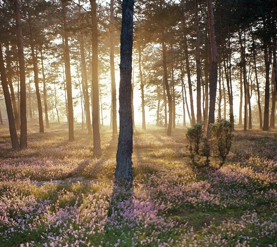 Обои лес, пейзаж, солнечный свет, forest, landscape, sunlight разрешение 1920x1080 Загрузить