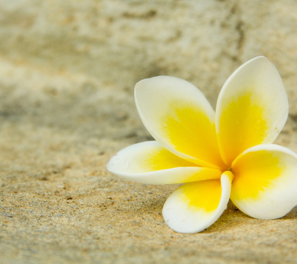 Обои желтый, цветок, белый, плюмерия, франжипани, yellow, flower, white, plumeria, frangipani разрешение 2560x1440 Загрузить