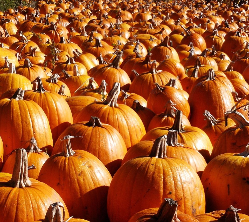 Обои осень, урожай, овощи, тыквы, тыква, autumn, harvest, vegetables, pumpkin разрешение 2560x1600 Загрузить