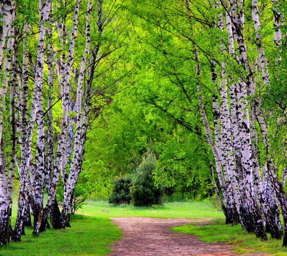 Обои деревья, лес, березы, тропинка, лесок, trees, forest, birch, path, grove разрешение 2560x1600 Загрузить