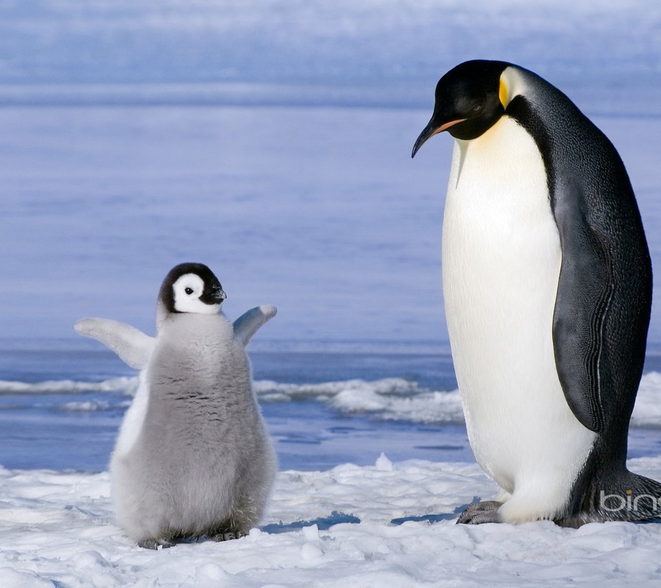Пингвин картинки