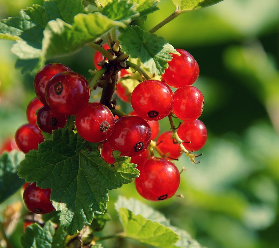 Обои листья, ягода, красная смородина, смородина, боке, кислица, leaves, berry, red currant, currants, bokeh, oxalis разрешение 1920x1278 Загрузить