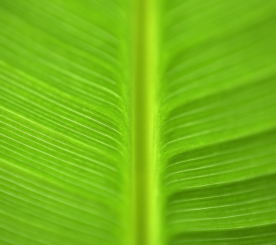 Обои текстура, зелёный, макро, цвет, лист, прожилки, зеленый лист, texture, green, macro, color, sheet, veins, green leaf разрешение 2560x1600 Загрузить