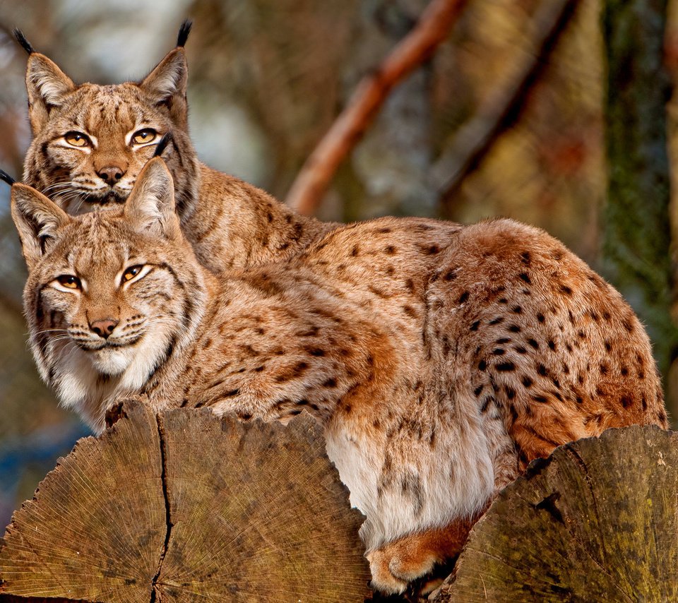 Обои рысь, на дереве, кисточки, две, две рыси, lynx, on the tree, brush, two, two lynx разрешение 1920x1280 Загрузить