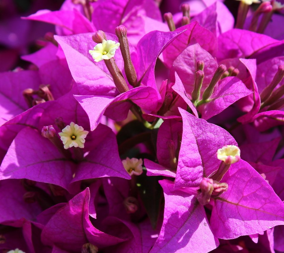 Обои цветы, сиреневые, бугенвиллея, flowers, lilac, bougainvillea разрешение 1920x1200 Загрузить