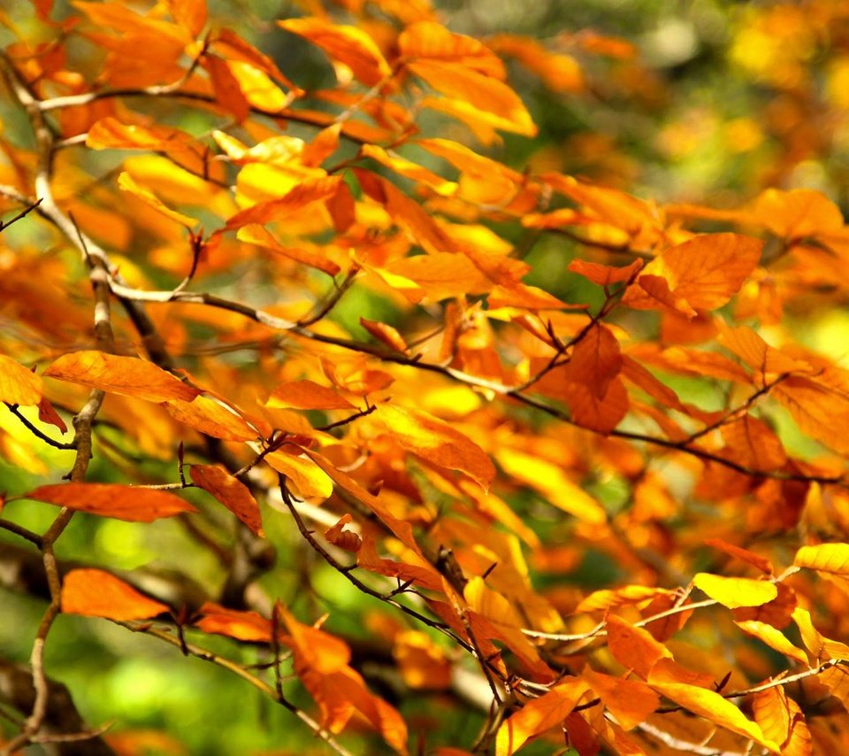 Обои ветка, дерево, листья, осень, branch, tree, leaves, autumn разрешение 1920x1200 Загрузить