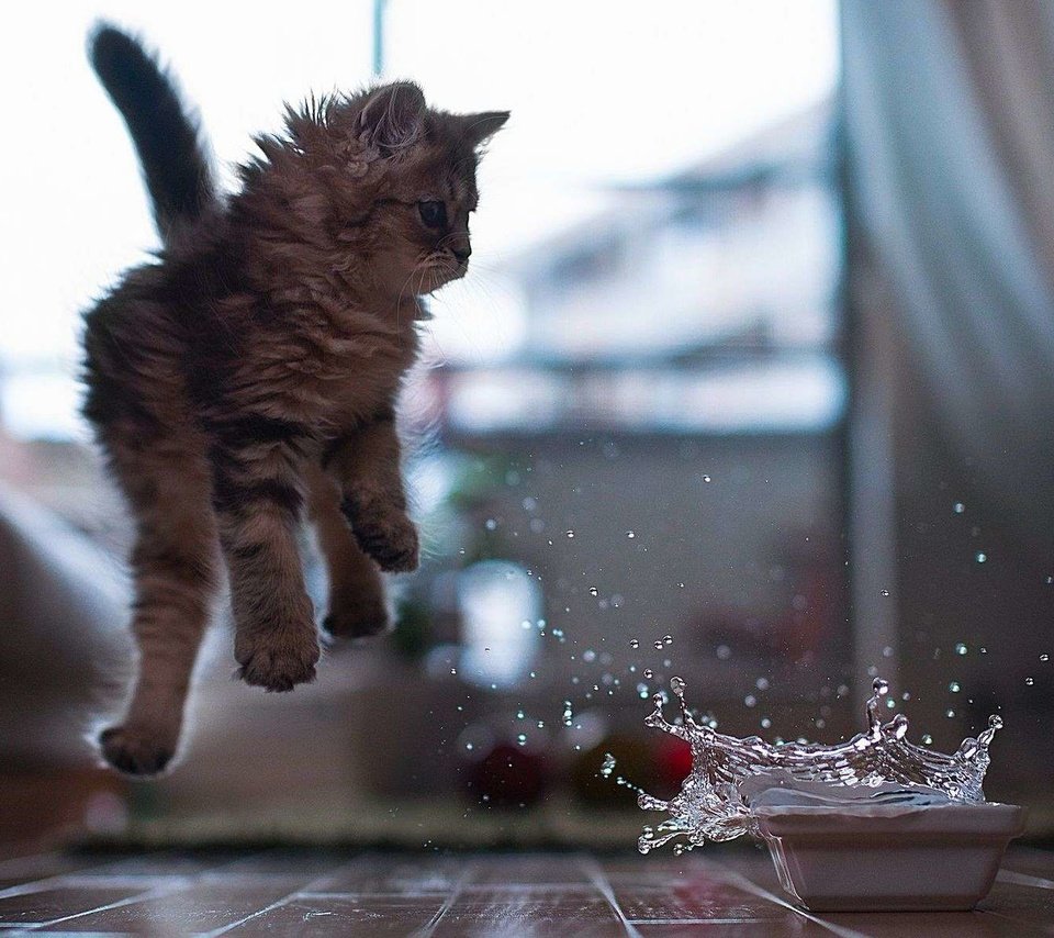 Обои вода, кот, кошка, котенок, брызги, прыжок, миска, water, cat, kitty, squirt, jump, bowl разрешение 1920x1200 Загрузить