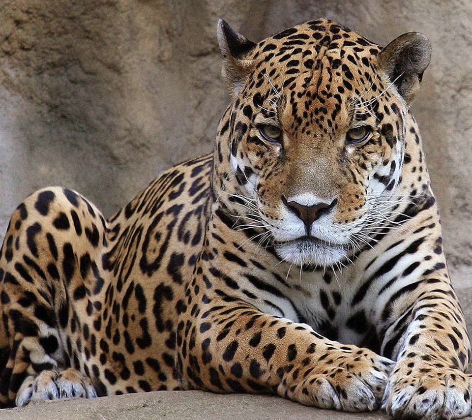 Обои морда, взгляд, леопард, хищник, ягуар, дикая кошка, face, look, leopard, predator, jaguar, wild cat разрешение 1920x1200 Загрузить