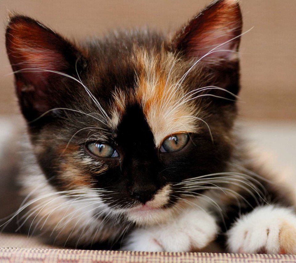 Обои кошка, взгляд, котенок, мордашка, трехцветный, cat, look, kitty, face, tri-color разрешение 1920x1200 Загрузить