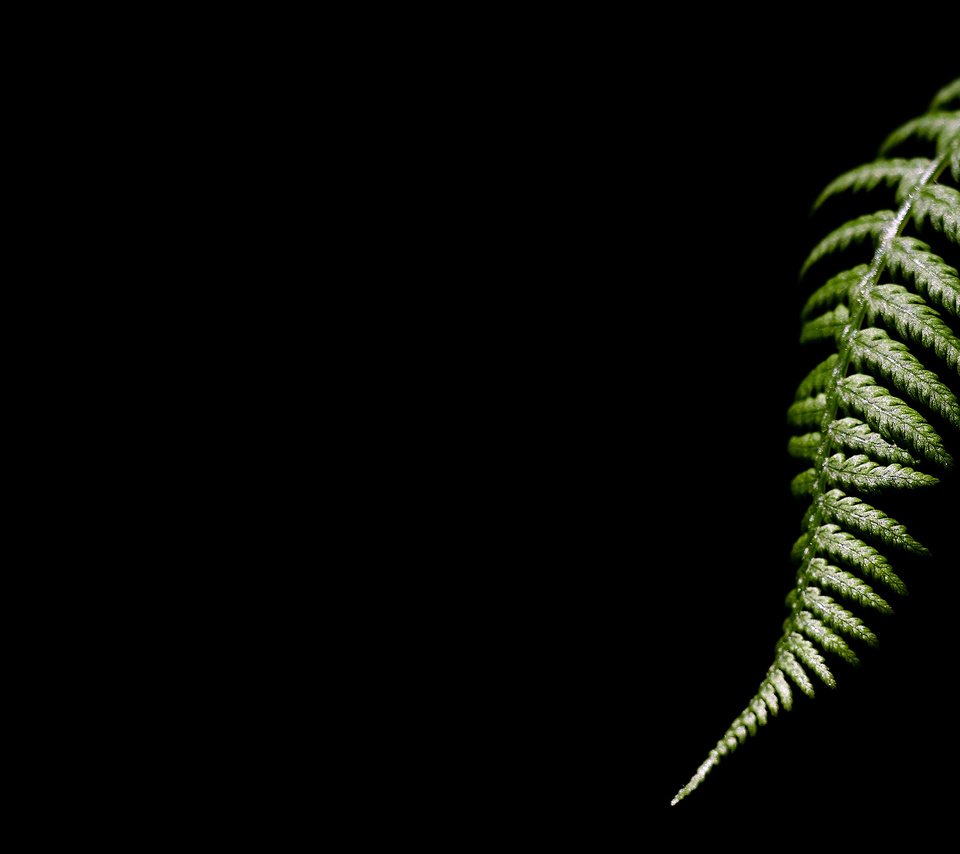 Обои темный фон, лист папоротника, the dark background, fern разрешение 2560x1600 Загрузить