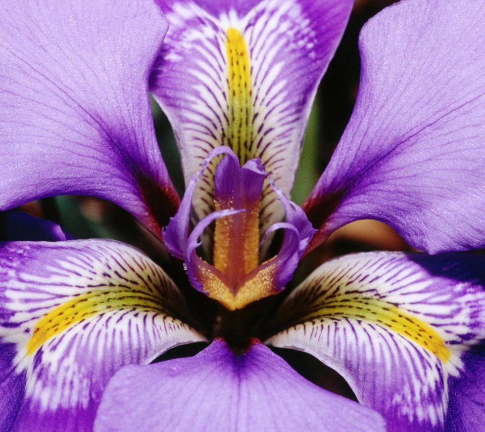 Обои макро, цветок, лепестки, фиолетовый, ирис, macro, flower, petals, purple, iris разрешение 1920x1200 Загрузить