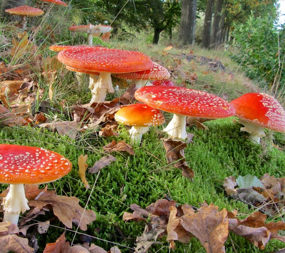 Обои трава, лес, листья, макро, грибы, мухоморы, grass, forest, leaves, macro, mushrooms, amanita разрешение 1920x1200 Загрузить