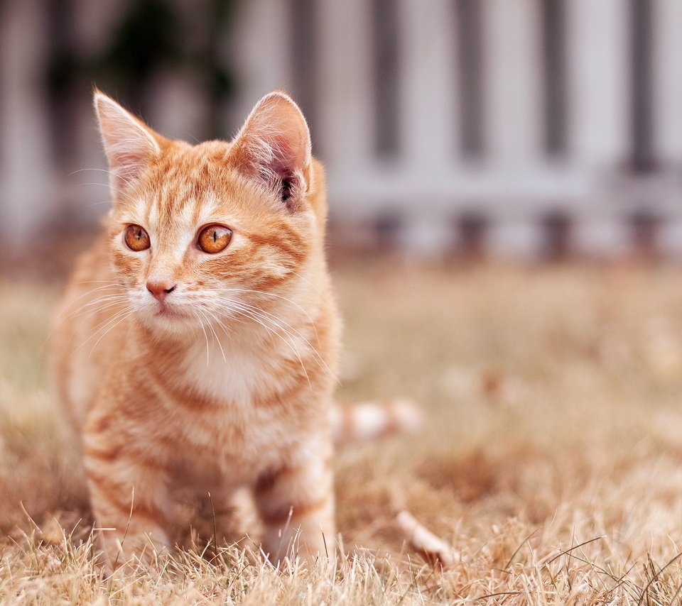 Обои фон, кошка, рыжая, рыжий, полосатый кот, background, cat, red, tabby cat разрешение 1920x1280 Загрузить