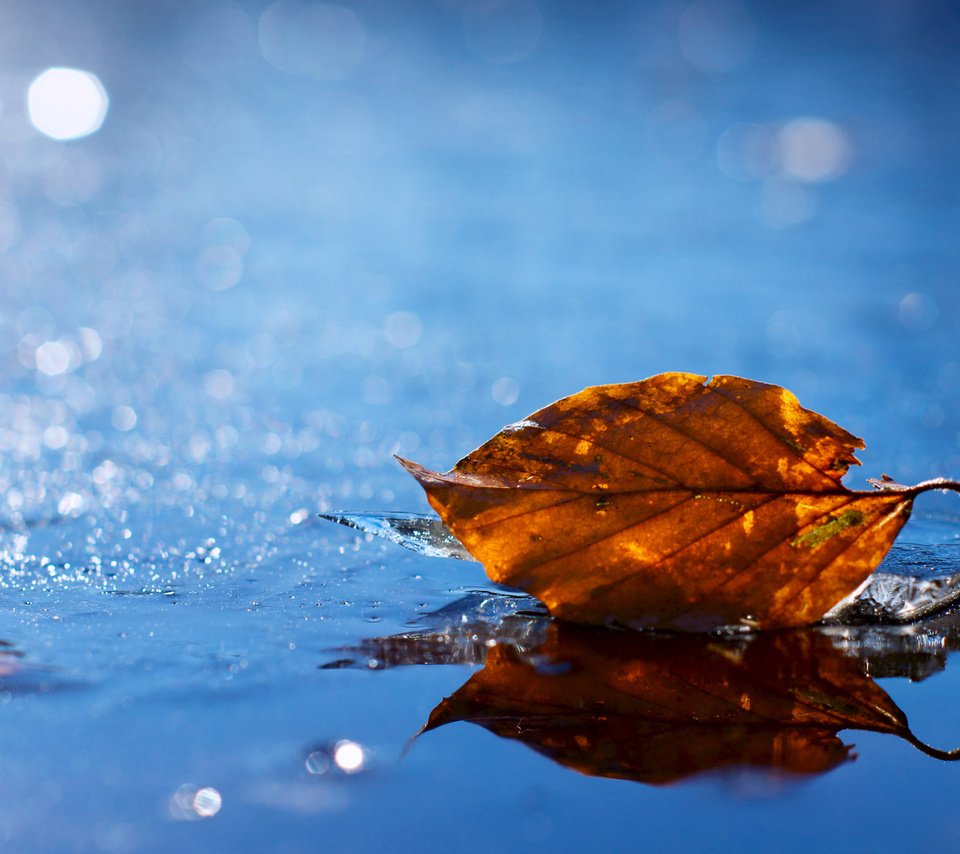 Обои вода, желтый, листок, осень, лист, блеск, опавший, water, yellow, leaf, autumn, sheet, shine, fallen разрешение 1920x1200 Загрузить