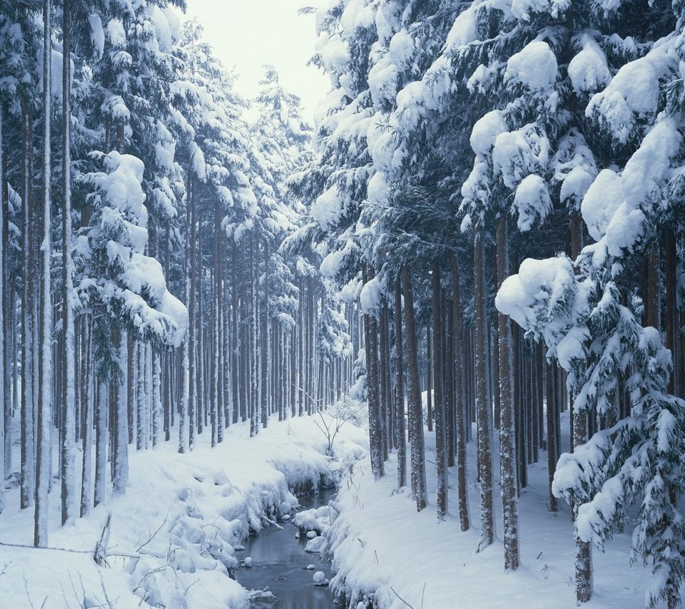 Обои деревья, снег, лес, зима, ручей, сосны, сугробы, хвойные, trees, snow, forest, winter, stream, pine, the snow, coniferous разрешение 1920x1080 Загрузить