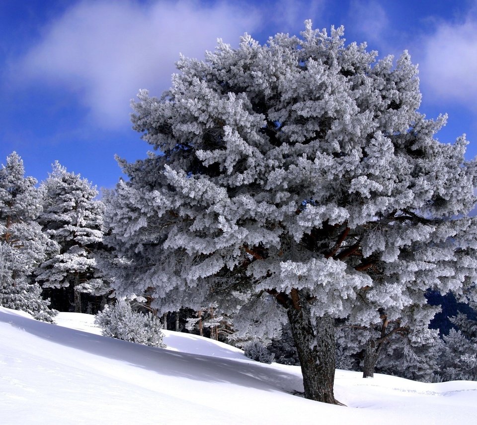 Обои деревья, снег, мороз, зимний лес, trees, snow, frost, winter forest разрешение 1920x1440 Загрузить