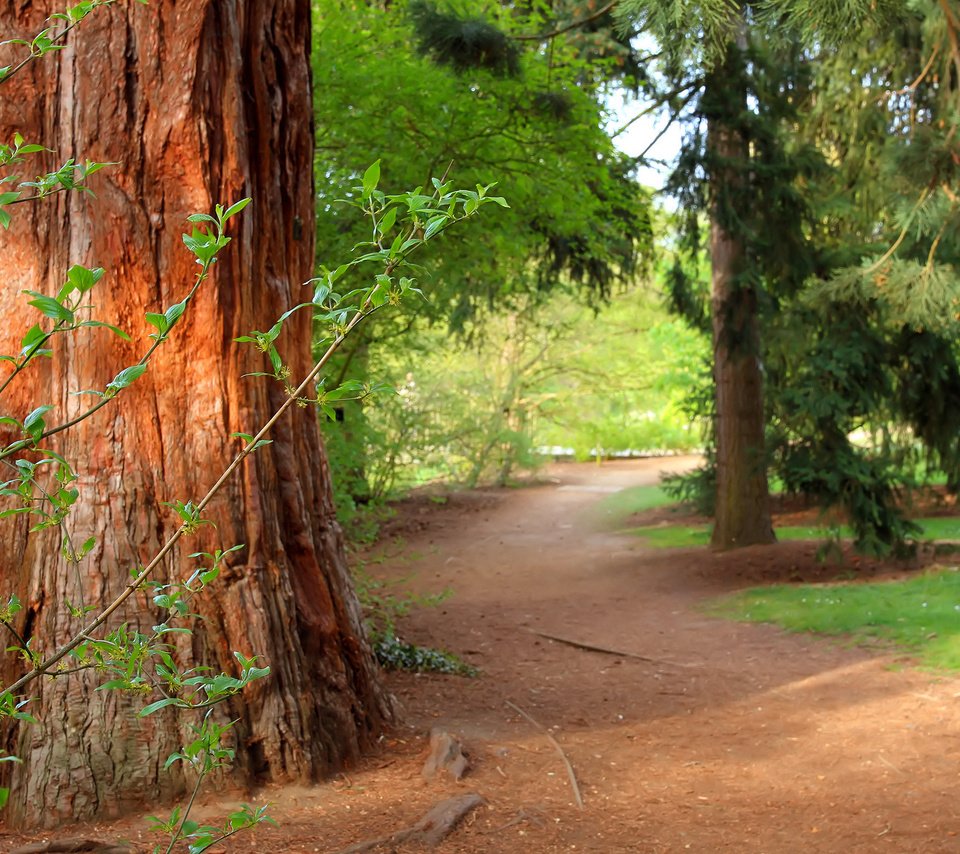 Обои деревья, природа, лес, лето, сосны, тропа, trees, nature, forest, summer, pine, trail разрешение 2560x1600 Загрузить