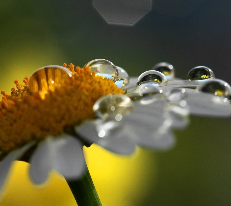 Обои макро, цветок, роса, капли, ромашка, капли воды, macro, flower, rosa, drops, daisy, water drops разрешение 1920x1200 Загрузить