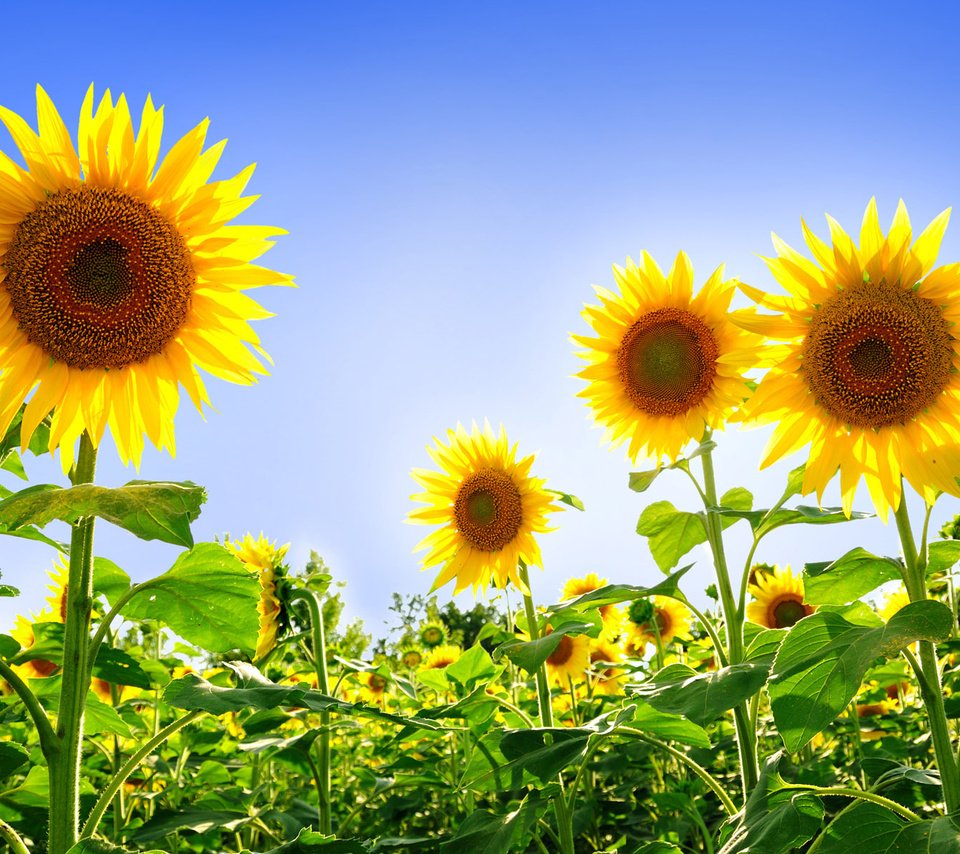 Обои небо, поле, подсолнух, подсолнухи, желтые, podsolnuxi, леспестки, the sky, field, sunflower, sunflowers, yellow, lepestki разрешение 1920x1200 Загрузить