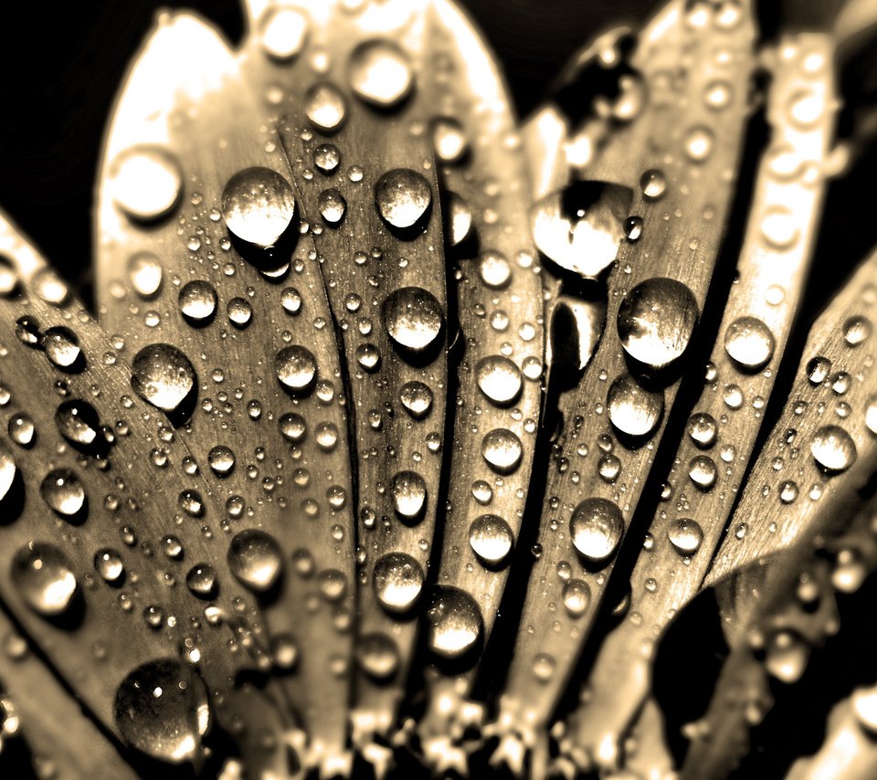 Обои вода, макро, капли, сепия, ромашка, makro, kapli, voda, romashka, sepiya, water, macro, drops, sepia, daisy разрешение 2560x1600 Загрузить