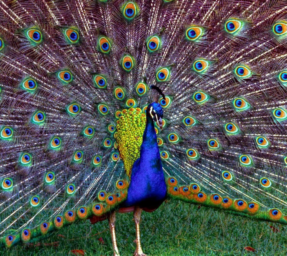 Обои трава, птица, павлин, перья, красивый, хвост, grass, bird, peacock, feathers, beautiful, tail разрешение 1920x1200 Загрузить