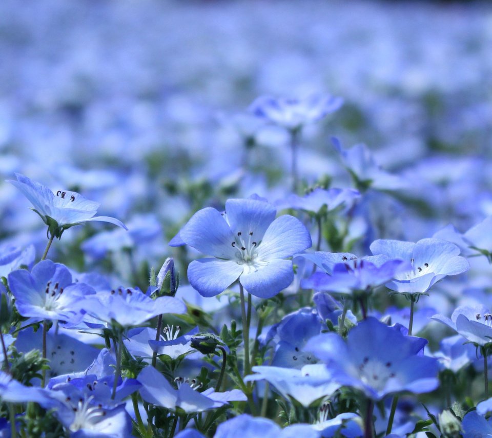 Обои цветы, лепестки, поляна, голубые, красиво, flowers, petals, glade, blue, beautiful разрешение 3456x2304 Загрузить
