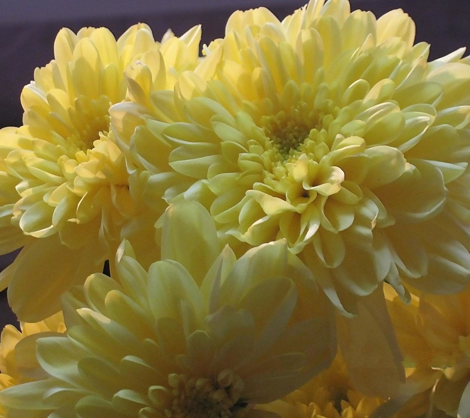 Обои cvety, zheltye, xrizantemy разрешение 1920x1440 Загрузить