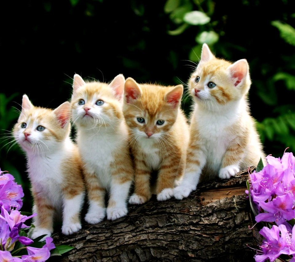 Обои цветы, рыжие котята, flowers, red kittens разрешение 2000x1333 Загрузить