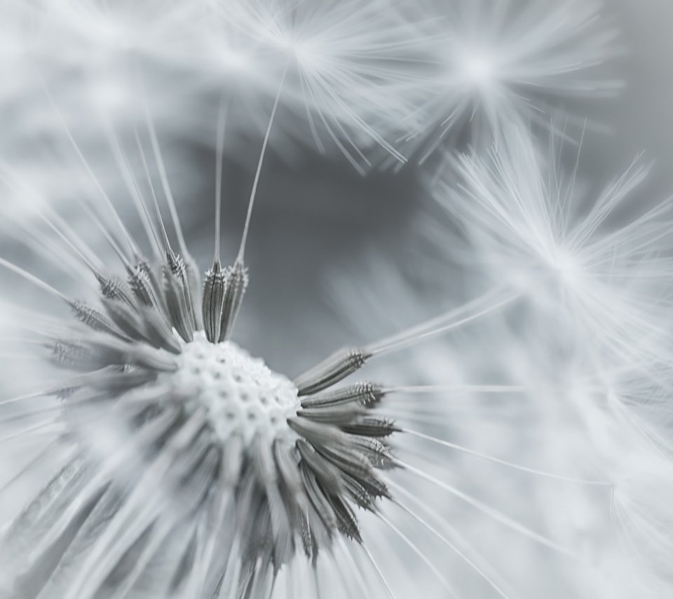 Обои фокус камеры, макро, цветок, одуванчик, пушинки, the focus of the camera, macro, flower, dandelion, fuzzes разрешение 1920x1200 Загрузить