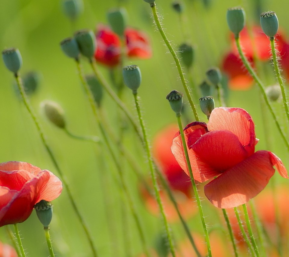 Обои цветы, природа, поле, лето, красные, маки, flowers, nature, field, summer, red, maki разрешение 1920x1280 Загрузить