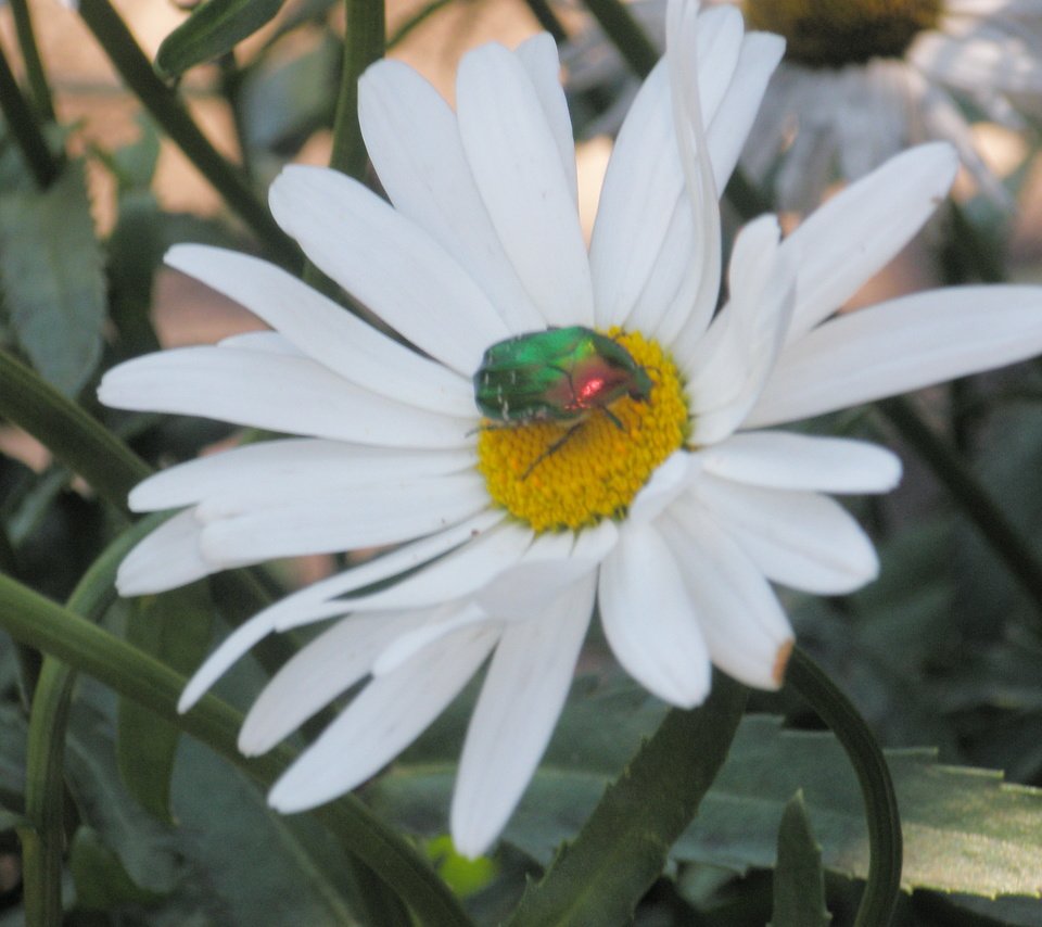 Обои жук, цветок, ромашка, beetle, flower, daisy разрешение 3264x2448 Загрузить