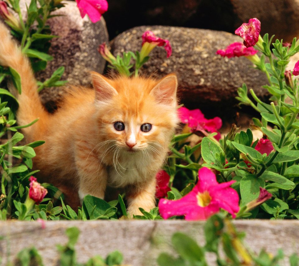 Обои цветы, камни, кошка, котенок, рыжий, flowers, stones, cat, kitty, red разрешение 1920x1200 Загрузить