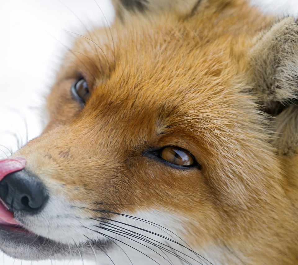 Обои мордочка, взгляд, рыжая, лиса, лисица, язык, хитрый, muzzle, look, red, fox, language, tricky разрешение 2048x1363 Загрузить