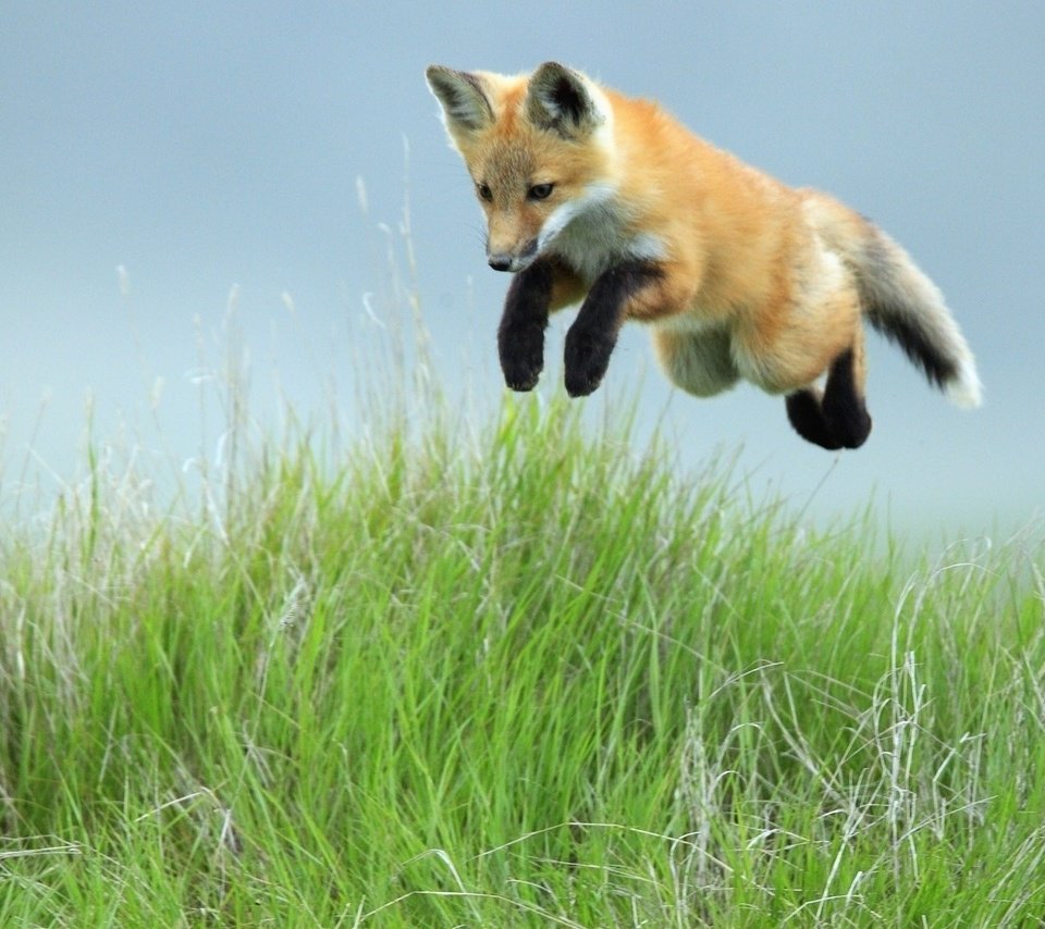 Обои небо, трава, прыжок, лиса, лисица, the sky, grass, jump, fox разрешение 1920x1080 Загрузить