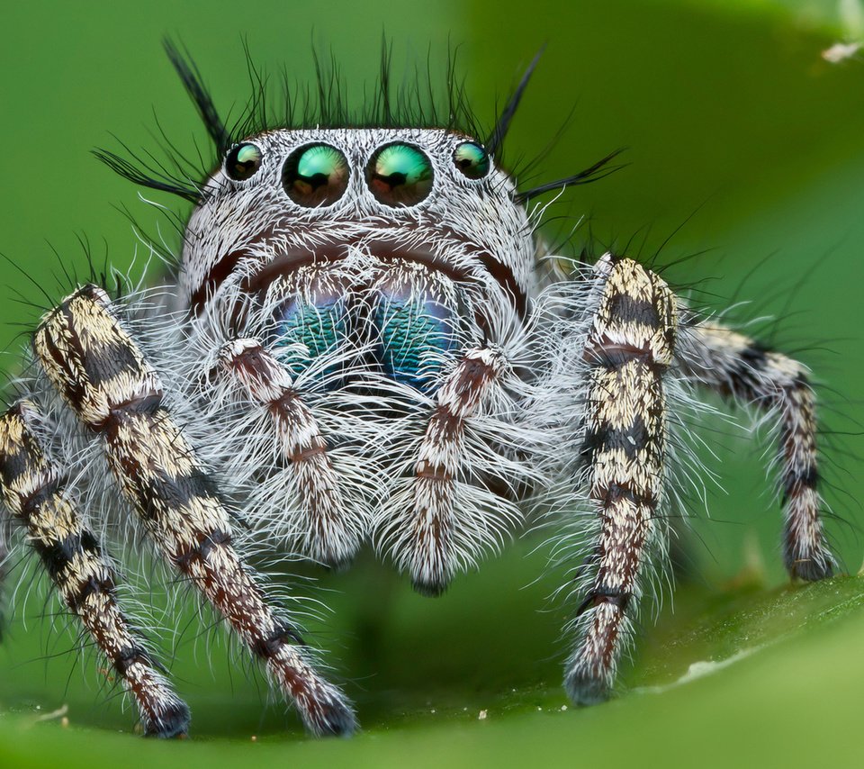 Обои глаза, джампер, смотрит, насекомые, паук, джапер, прыгун, волосатый, паук-скакунчик, eyes, looks, insects, spider, diaper, jumper, hairy, spider-skakuny разрешение 1920x1200 Загрузить