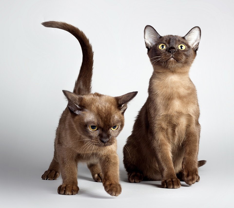 Обои кошки, котята, двое, домашние животные, cats, kittens, two, pets разрешение 2560x1600 Загрузить