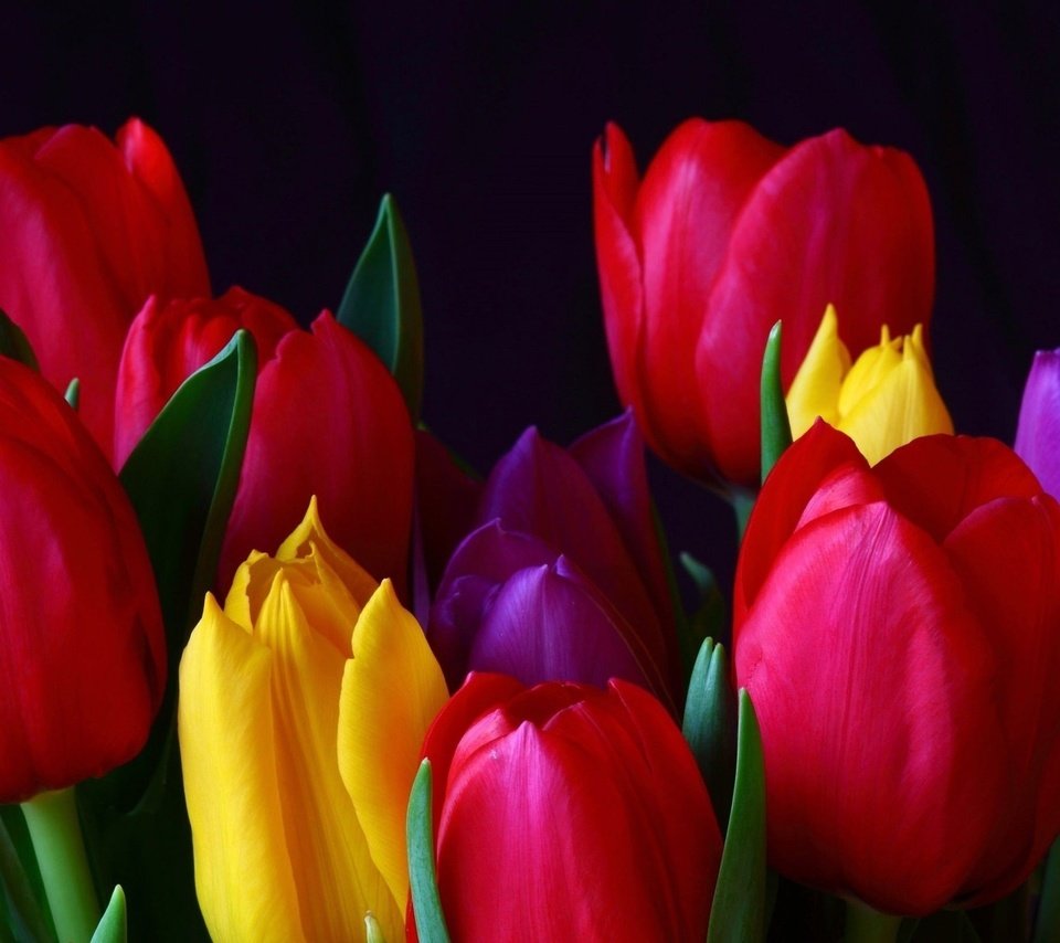 Обои цветы, бутоны, лепестки, разноцветные, тюльпаны, много, flowers, buds, petals, colorful, tulips, a lot разрешение 1920x1200 Загрузить