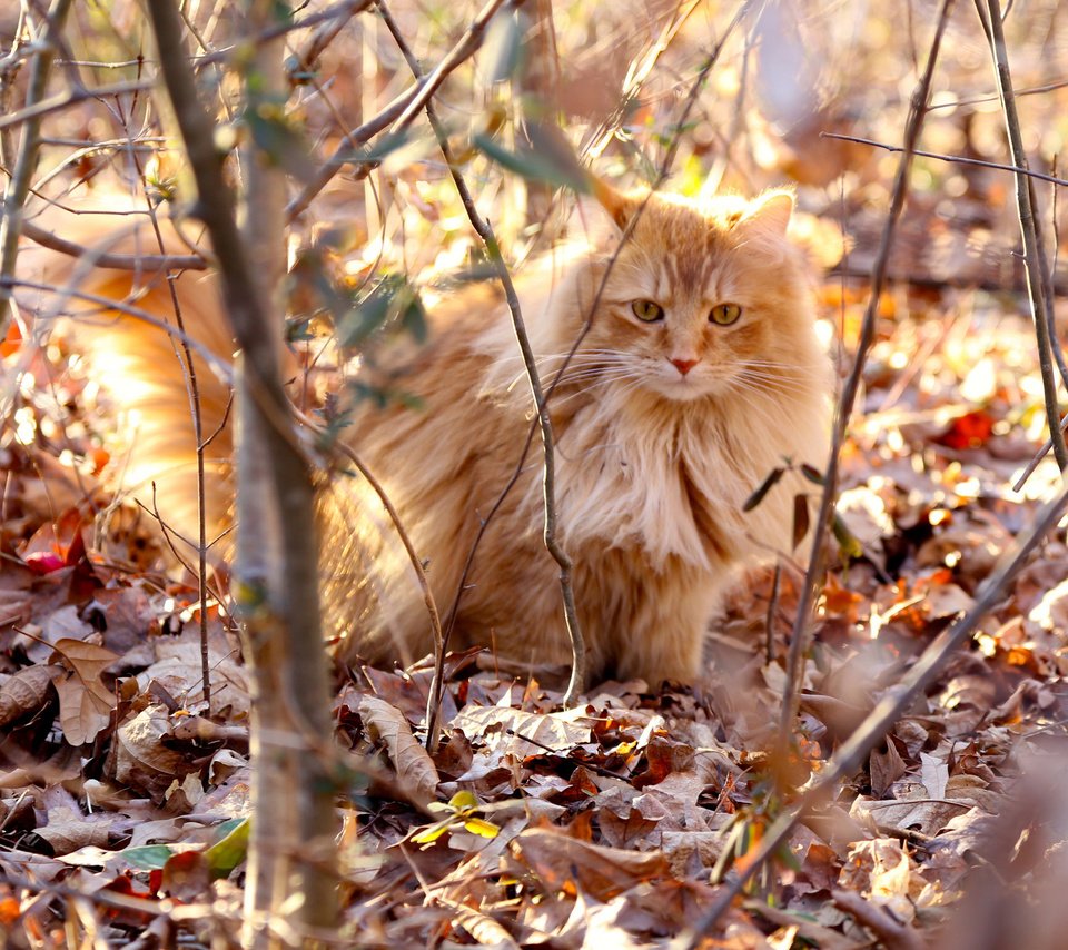 Обои листья, кот, ветки, кошка, осень, пушистый, рыжий, сухие, leaves, cat, branches, autumn, fluffy, red, dry разрешение 2048x1365 Загрузить