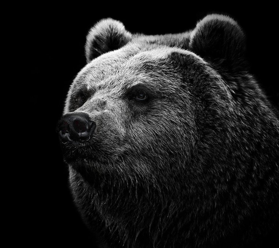Обои морда, шерсть, медведь, черный фон, голова, гризли, face, wool, bear, black background, head, grizzly разрешение 2048x1371 Загрузить