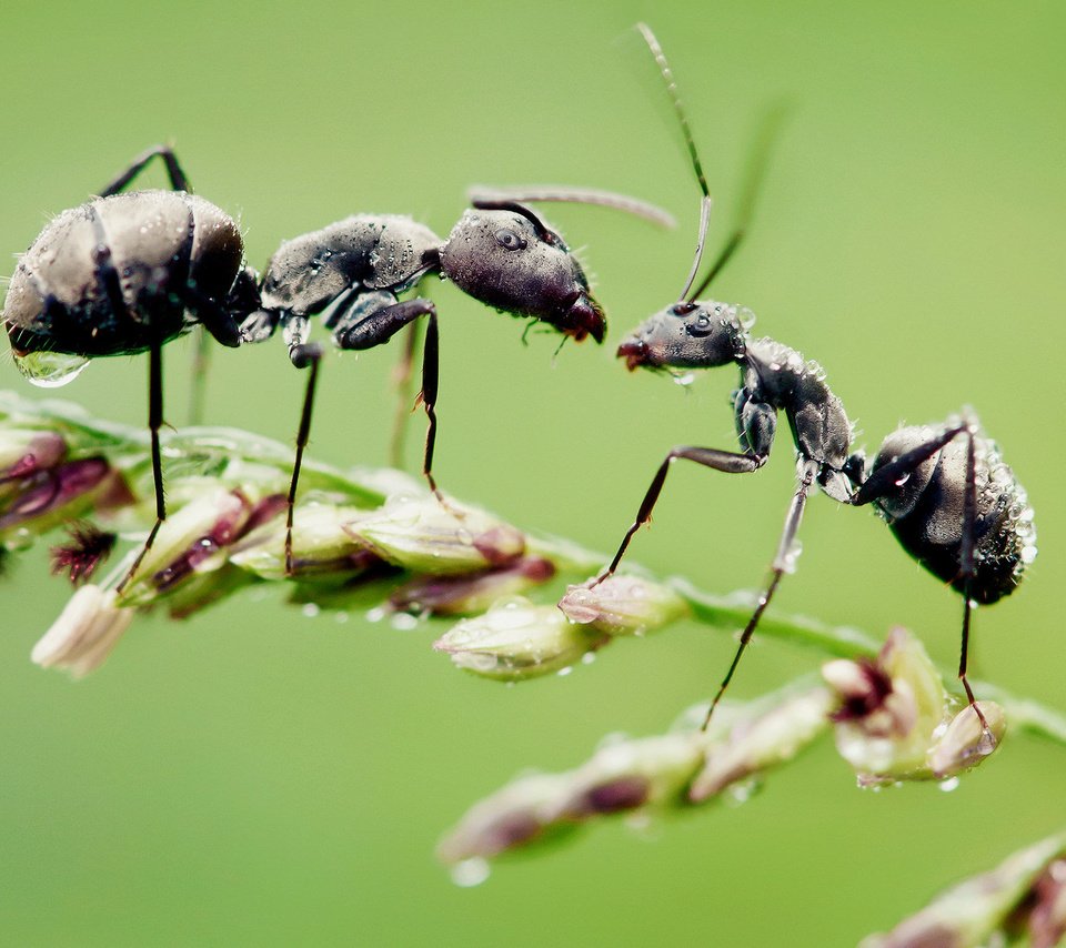Обои трава, макро, капли, насекомые, муравьи, grass, macro, drops, insects, ants разрешение 1920x1200 Загрузить
