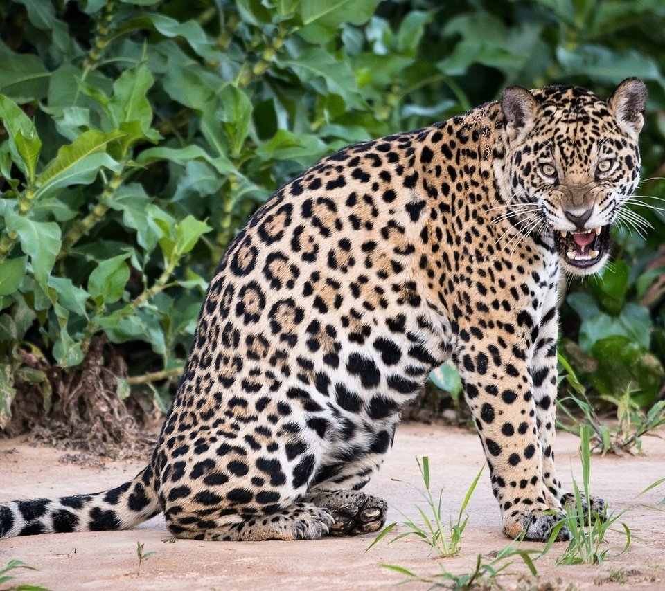 Обои природа, взгляд, хищник, ягуар, дикая кошка, nature, look, predator, jaguar, wild cat разрешение 2048x1271 Загрузить