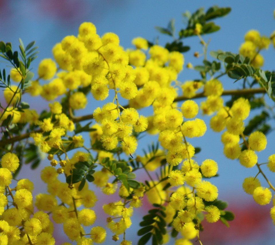 Обои небо, цветы, ветка, цветение, жёлтая, мимоза, the sky, flowers, branch, flowering, yellow, mimosa разрешение 1920x1200 Загрузить